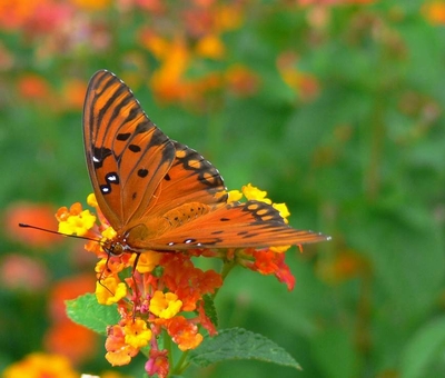 kupu-kupu yang cantik